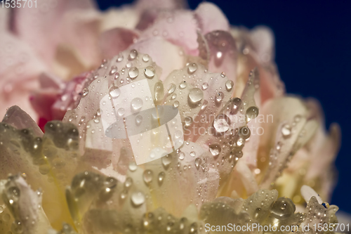 Image of white peony