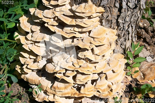 Image of Wood mushroom