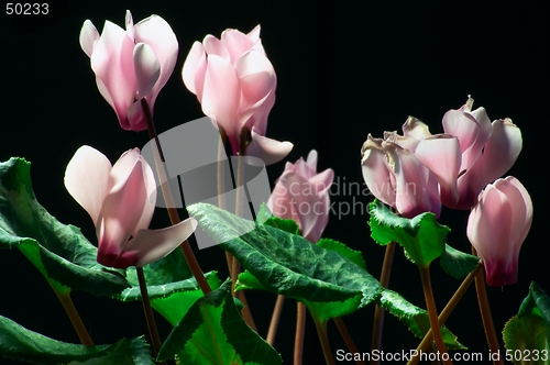 Image of Cyclamen