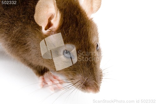 Image of Brown Rat