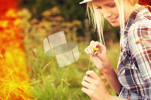 Image of Lens flare, meadow and woman picking flower in field for freedom, wellness and fresh air outdoors. Nature, summer and hipster female person in countryside for relaxing with plants and sustainability