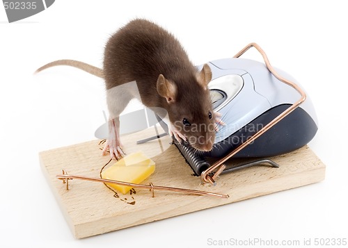 Image of Clever Mouse