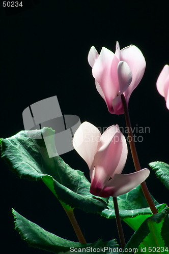 Image of Cyclamen