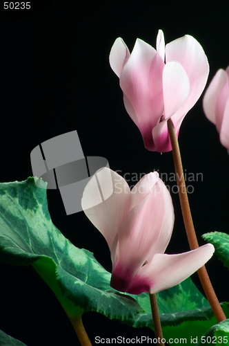 Image of Cyclamen