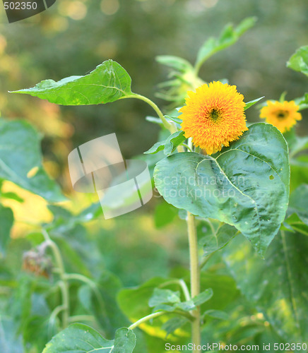 Image of Fluffy sunflower