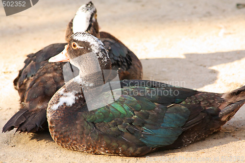 Image of Duck