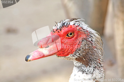 Image of Turkey duck