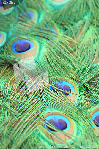 Image of Peacock feathers