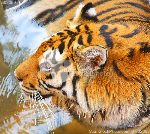 Image of Tiger