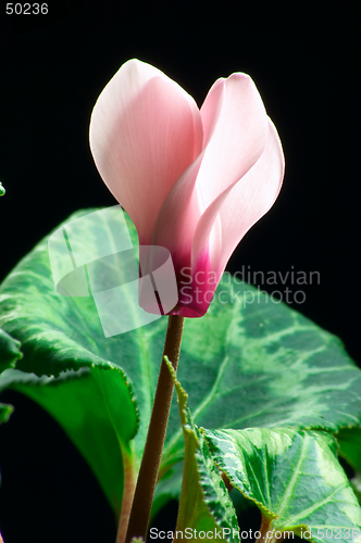 Image of Cyclamen