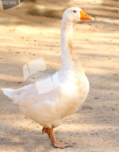 Image of Goose