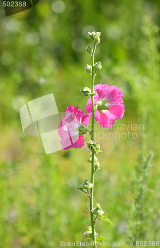 Image of Malva blossoms