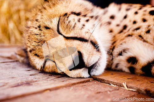Image of Cheetah, wildlife and head of young animal resting, sleeping or relaxing at a zoo where its held captive. Closeup of a wild cat, predator and hunter at a national park or game reserve in Africa