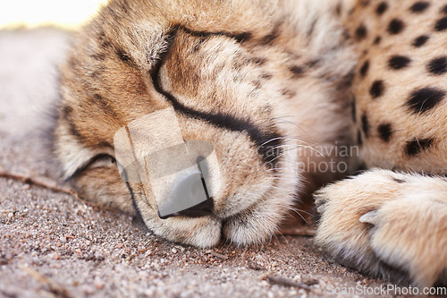 Image of Cheetah, wildlife and young animal sleeping, getting rest or relaxing at a zoo where its held captive. Closeup of predator, hunter or wild cat resting at a national park or game reserve in Africa