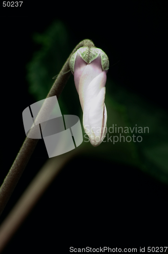 Image of Bud of Cyclamen