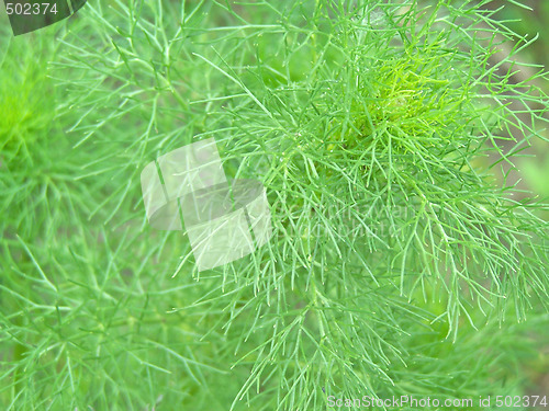 Image of Dill