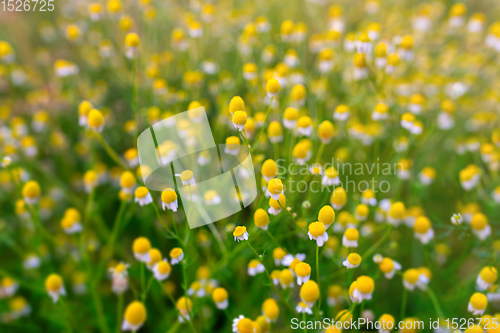 Image of Faded chamomile flowers in meadow