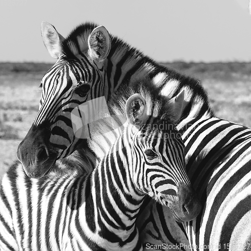 Image of Zebra in bush, Namibia Africa wildlife