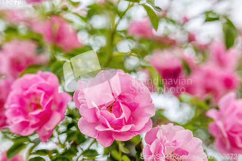 Image of Pink garden roses close-up