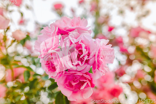 Image of Pink garden roses close-up