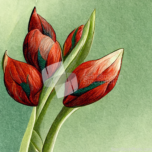 Image of Watercolor red tulip flowers. 