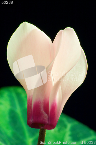 Image of Cyclamen