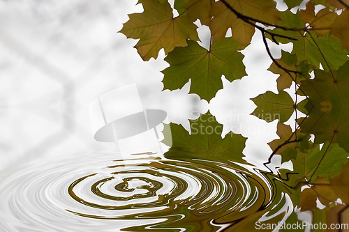 Image of Ripple, leaf and nature with water drop pattern with mockup for 3d, digital and texture. Environment, design and waves with liquid in background for abstract, sustainability and art deco graphic