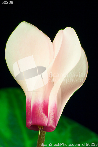 Image of Cyclamen