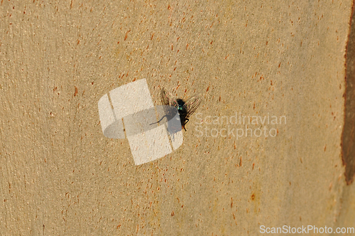 Image of black fly on tree trunk