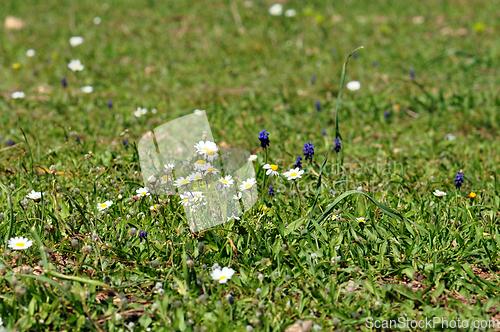 Image of blooming daisies among grass