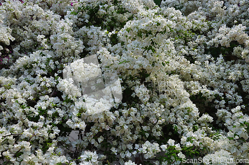 Image of bougainvillea flowering plant