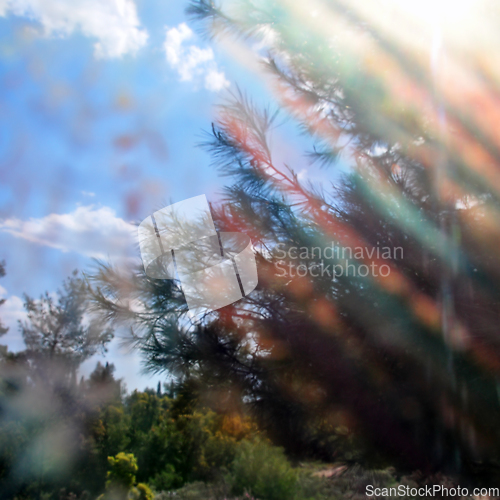Image of pine tree branches through painted glass