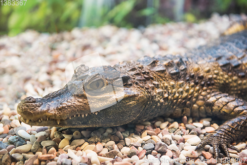 Image of The spectacled caiman