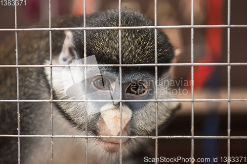 Image of Monkey in the cage