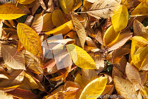 Image of autumn foliage