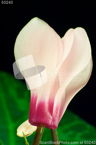 Image of Cyclamen