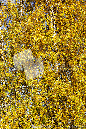 Image of birch foliage