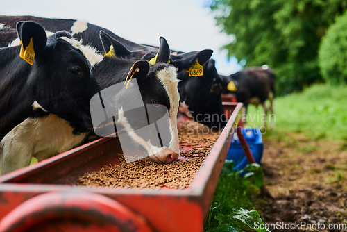 Image of Sustainable, agriculture and cows eating on a farm for health, wellness and dairy supply. Industry, farming and cattle feeding outdoor in eco friendly, nature or livestock environment in countryside.