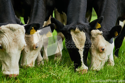 Image of Sustainability, farm and cows eating grass for agriculture health, wellness and dairy supply. Industry, farming and cattle feeding outdoor on field in eco friendly nature environment in countryside.