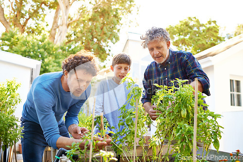 Image of Family working in garden in backyard fo sustainability, grandfather, father and kid in nature with plants. Bonding, love and care with men and boy outdoor with green leaves and gardening at home