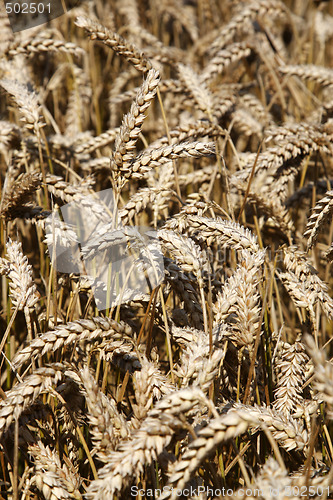 Image of field of wheat cereal crop