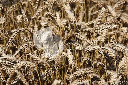 Image of field of wheat cereal crop