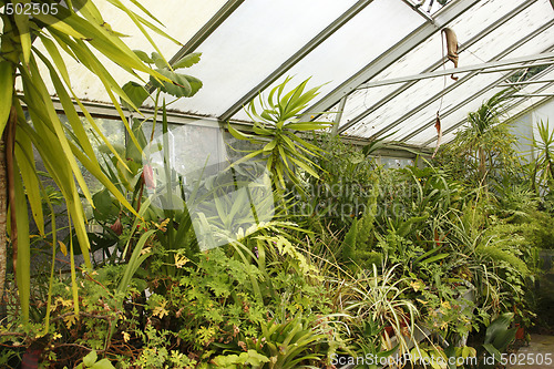 Image of greenhouse interior