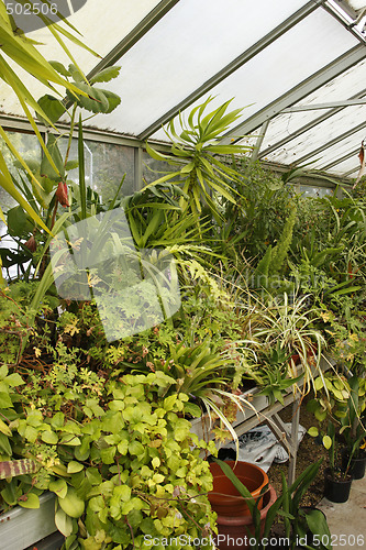 Image of greenhouse interior 