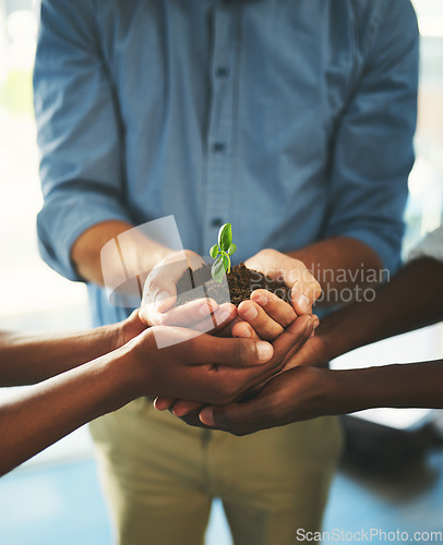 Image of Plant, sustainability and growth with hands of business people for teamwork, earth or environment. Collaboration, support and investment with employees and soil for future, partnership or community