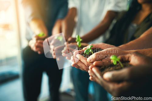 Image of Plant, sustainability and environment with hands of business people for teamwork, earth and support. Collaboration, growth and diversity with employees and soil for future, partnership or community