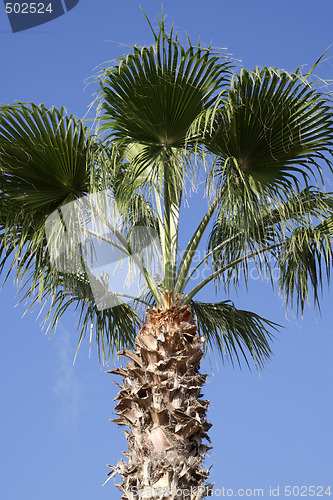 Image of top of a palm tree 