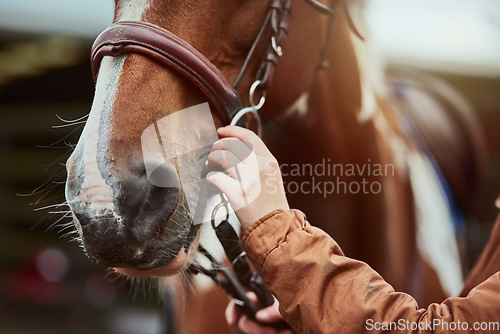 Image of Horse, hand prepare and nose of a racing animal outdoor with woman ready to start training. Horses, countryside and pet of a female person holding onto rein for riding and equestrian sport exercise