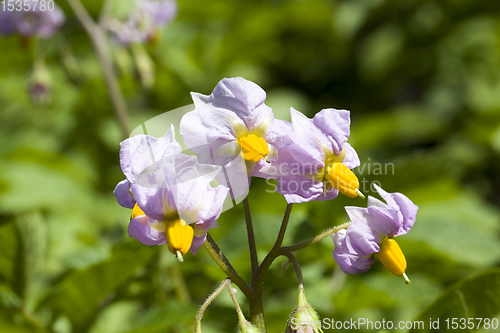 Image of purple potato flower