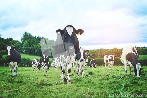 Image of Nature, farm and group of cows walking and eating grass in agriculture, sustainable and agro field. Ranch, livestock and cattle animals in dairy, eco friendly and farming environment in countryside.